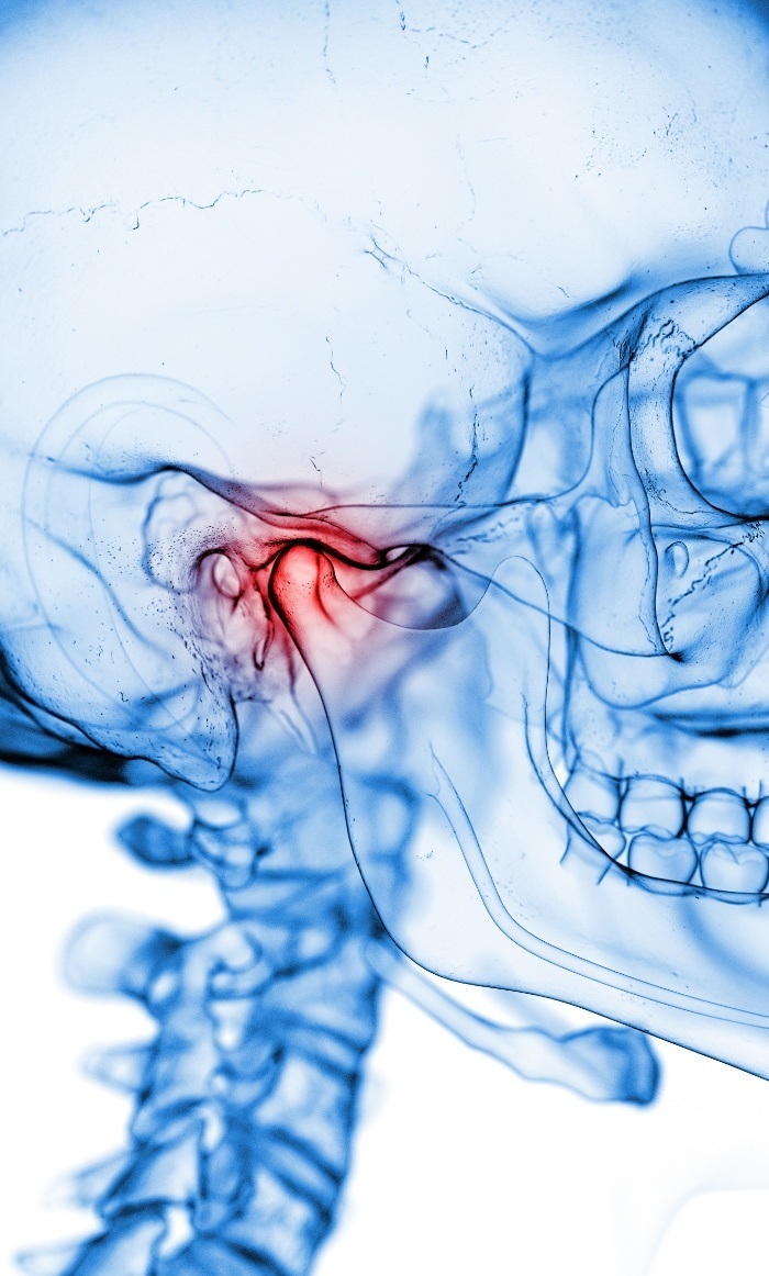 Side profile of the jaw with the jaw joint highlighted red