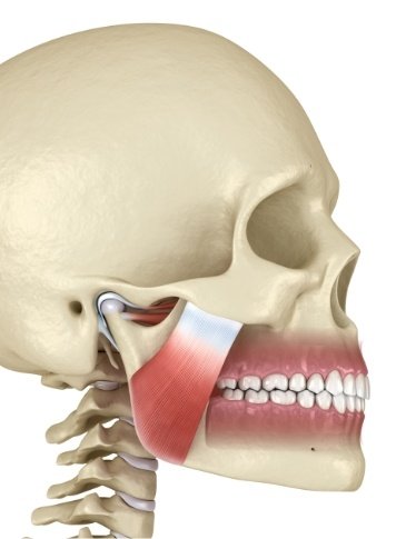 Model of the skull with the jaw muscles highlighted red
